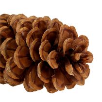 položky Přírodní šišky z cukrové borovice 20-25 cm