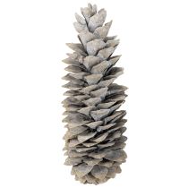 položky Šišky z cukrové borovice bíle natřené 20cm - 30cm