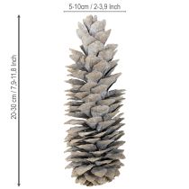 položky Šišky z cukrové borovice bíle natřené 20cm - 30cm