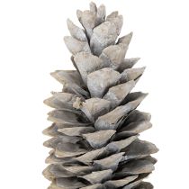 položky Šišky z cukrové borovice bíle natřené 20cm - 30cm