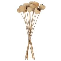 položky Směs zvonkovitých kelímků na stonku, přírodní exotické odrůdy, 15 kusů