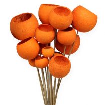 Bell Cup Mix na špejli Orange 15ks