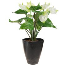 položky Květináč na orchidej květináč plastový antracit 13,5x13x16,5cm 4ks