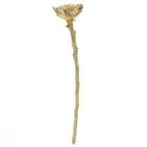 položky Compacta Rosette Proteen Green Frosted Ø4-5,5cm 20 ks