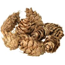 položky Douglasovy šišky 1,3 kg