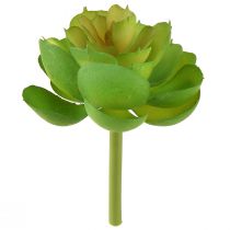 položky Echeveria Umělé sukulenty zelené Ø7cm 6 ks
