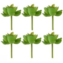 položky Echeveria Umělé sukulenty zelené Ø7cm 6 ks