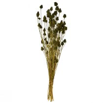 položky Dekorace ze sušeného jahodového bodláku, olivově zelená, Ø1–2cm, D55cm, 100g