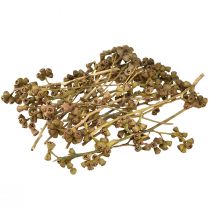 položky Větve eukalyptu přírodní dekorativní exotický eukalyptus 20-30cm 25 ks