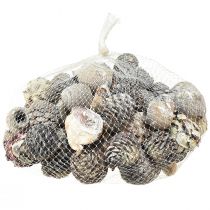 položky Exotické šišky Leucodendron bílý praný 3-4cm 450g