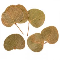 položky Dekorace ze sušených listů Moneta suché květinářství příroda 200g