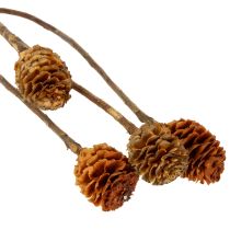 položky Sušené květy Glabrum Leucospermum 25-40cm 25 ks
