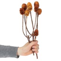 položky Sušené květy Glabrum Leucospermum 25-40cm 25 ks