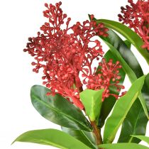 položky Umělé květiny Skimmia japonica červená Skimmia 45cm 2ks