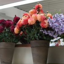 položky Umělé jiřiny v broskvově růžové barvě Ø10cm D80cm 2 ks