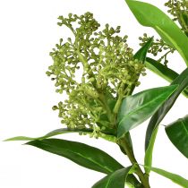 položky Umělé květiny zelené Skimmia japonica Skimmie 45cm 2ks