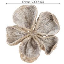 položky Landlotus bílý 6-12cm 50 ks