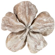 položky Landlotus bílý 6-12cm 50 ks