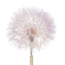 položky Dekorativní sušené květiny z obřích pampelišek pro moderní interiérový design 12 cm 4 ks