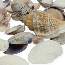 položky Přírodní směs mušlí 400g