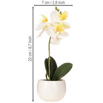 položky Umělé orchideje v květináči bílé mini orchideje Ø7cm V22cm