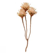 položky Leucospermum Plumosum Silver Tree Blossoms Light 25 ks