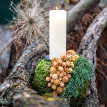 položky Salignum light 4-6 květů na větvi Leucadendron 100 kusů