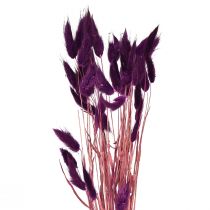 položky Velvet Grass Violet, Gras tail Grass, Lagurus L18-50cm 25g