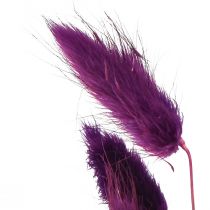 položky Velvet Grass Violet, Gras tail Grass, Lagurus L18-50cm 25g