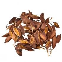 položky Suchá dekorace Brachyciton přírodní stromek z lahví 5-10cm 1kg