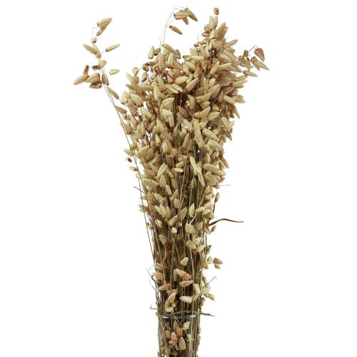 Floristik24 Quaking Grass Sušené květiny Green Natural Briza 60cm 100g
