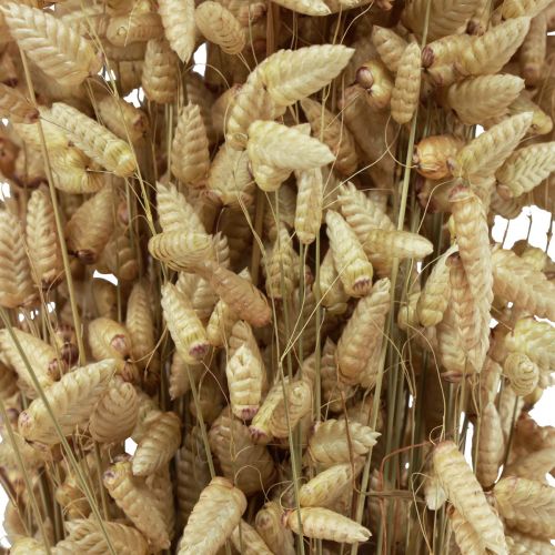 Floristik24 Quaking Grass Sušené květiny Green Natural Briza 60cm 100g