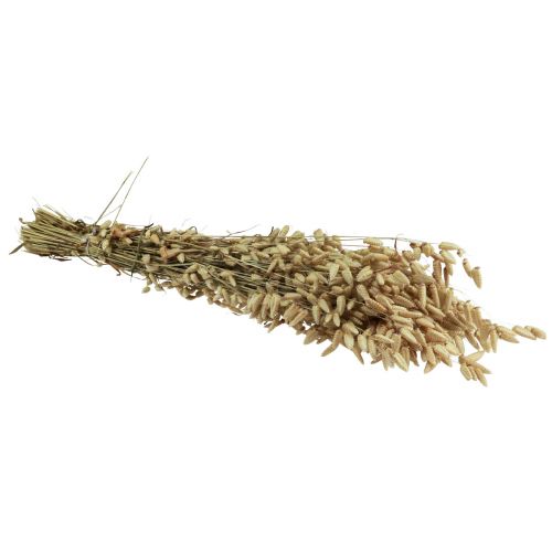 Floristik24 Quaking Grass Sušené květiny Green Natural Briza 60cm 100g
