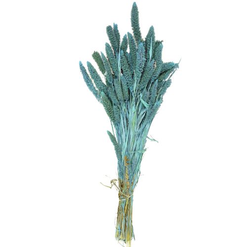 položky Sušené květiny, Setaria Pumila, proso modré 65cm 200g