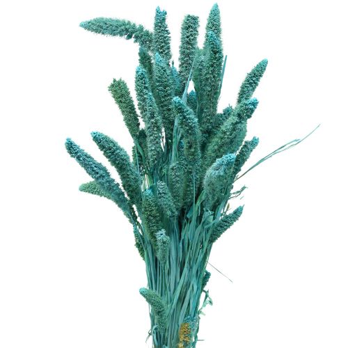 Sušené květiny, Setaria Pumila, proso modré 65cm 200g