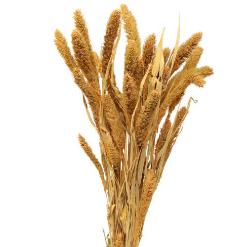 Sušené květiny, Setaria Pumila, proso štětinové oranžové 72cm 225g