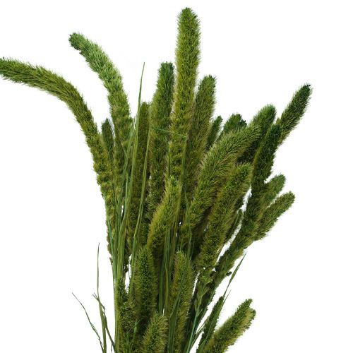 Floristik24 Sušené květiny, Setaria Pumila, štětinové proso zelené 75cm 170g