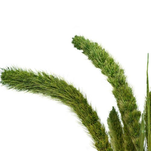 položky Sušené květiny, Setaria Pumila, štětinové proso zelené 75cm 170g