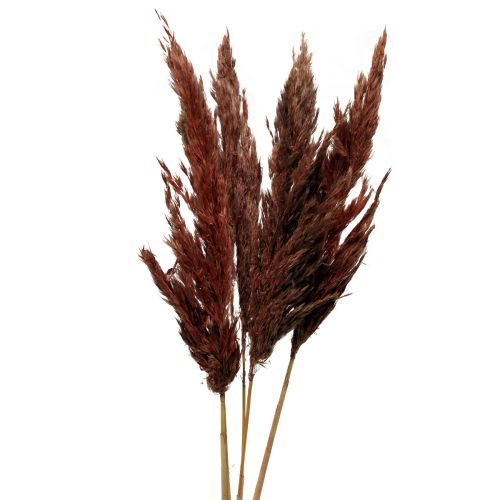 Pampas grass deco sušená červenohnědá suchá floristika 70cm 6ks