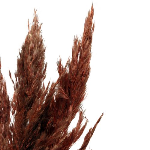 položky Pampas grass deco sušená červenohnědá suchá floristika 70cm 6ks