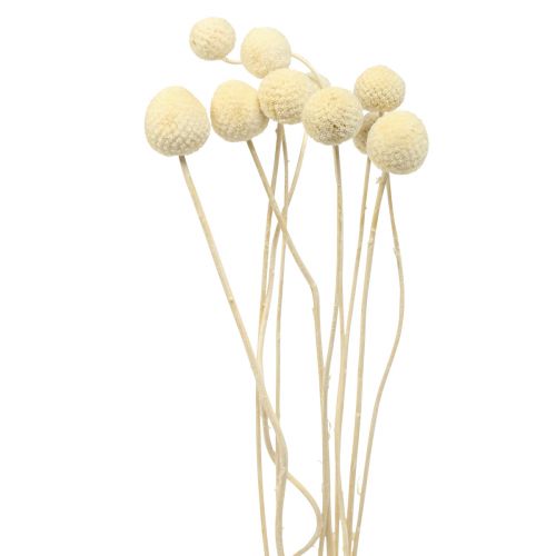 Sušené květiny Craspedia sušené, paličky bělené 60cm 10 ks