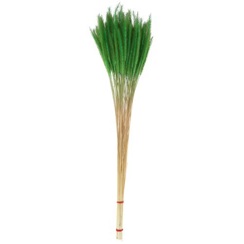 položky Zeleno štětinové proso Setaria viridis suchá tráva 52cm 28g