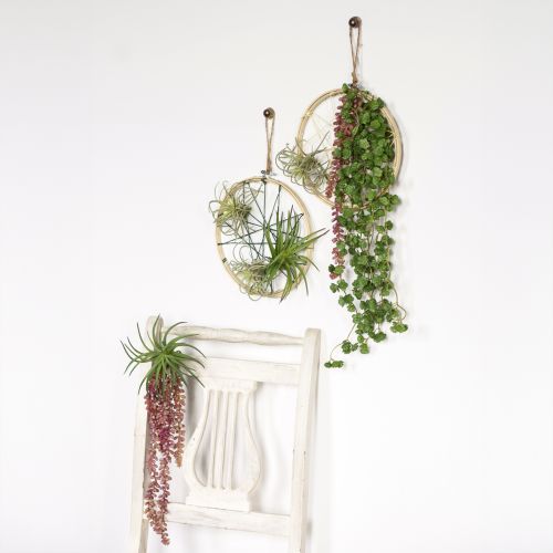 položky Závěsná rostlina Sedum 'Rubin' – dekorativní, nenáročný sukulent 43 cm 3 ks.