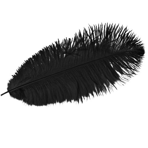 položky Dekorace pštrosí peří Černé peří 32-35cm 4 ks