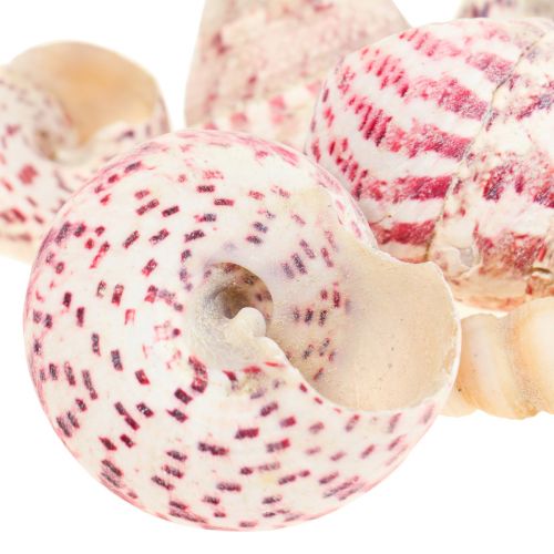 Floristik24 Námořní dekorace dekorace šnečí ulity růžová Trochus Maculatus 1100gr