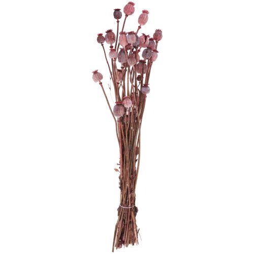 Floristik24 Sušené květiny Sušené makové čepice Deco Red 80g