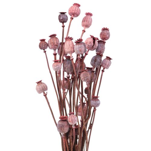 Floristik24 Sušené květiny Sušené makové čepice Deco Red 80g