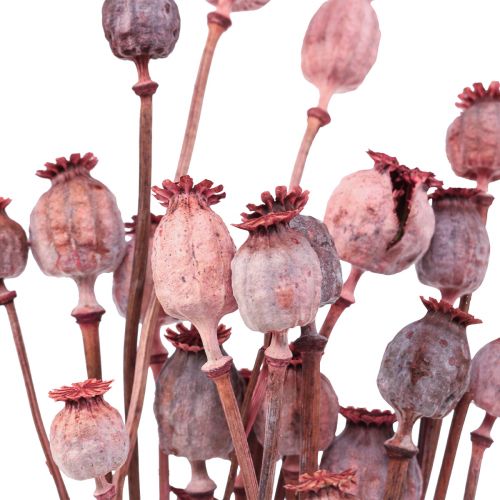Floristik24 Sušené květiny Sušené makové čepice Deco Red 80g