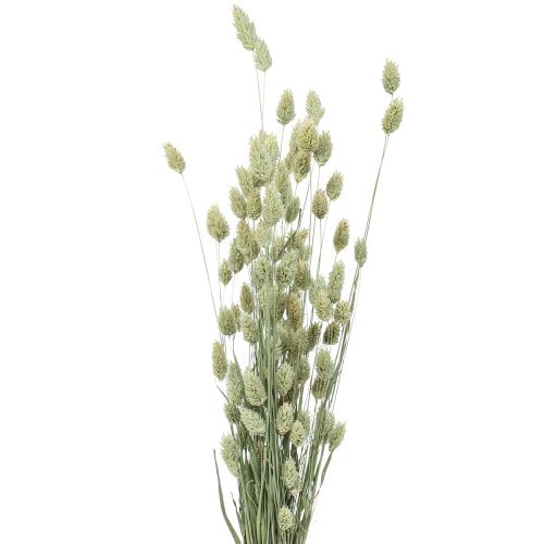 Floristik24 Sušené trávy Phalaris sušená suchá floristická příroda 55cm 80g