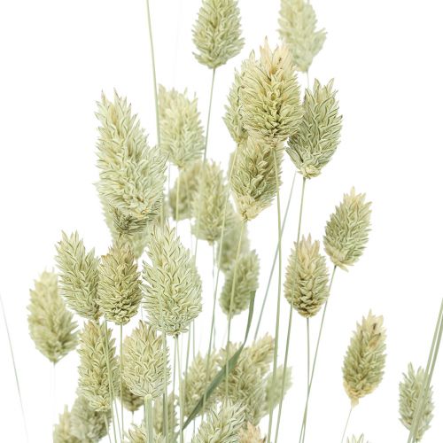Floristik24 Sušené trávy Phalaris sušená suchá floristická příroda 55cm 80g